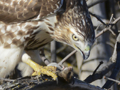 Intimacy:Predator & Prey