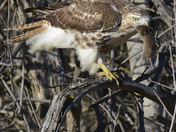 Red-tailed Hawk with Prey
