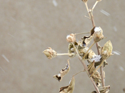 Snowfall autumn 2015