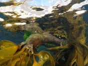 Kelp Forest