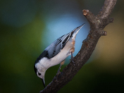 Birds of Mississaugua!