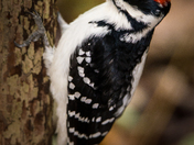 Birds of Mississaugua!