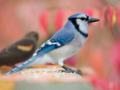 Birds of Mississaugua!