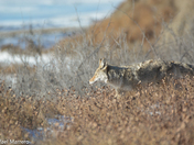 Coyote, at Fish Creek Provincial Park 