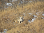 Coyote, at Fish Creek Provincial Park 