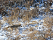 Coyote, at Fish Creek Provincial Park 