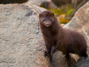 Cool Little Mink