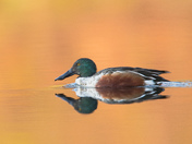 Northern Shoveler Male