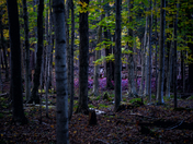 Shades of Purple and Grey