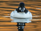 Common Goldeneye