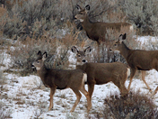 Winter Mule Deer