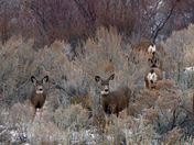 Winter Mule Deer