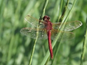 Dragonfly