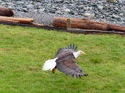 Low flying Eagle