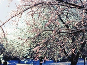 Ice Blossoms