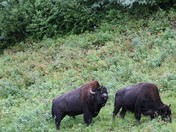 Wood Bison