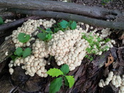 Mushroom Cluster 