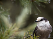 Happy Gray Jay