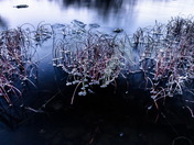 Cold Reeds 