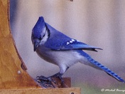 Blue Jay 