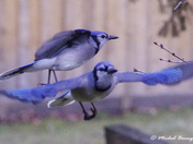 Blue Jay 