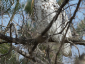 Great Horned Owl