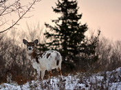 Posing Piebald