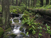 Creek Rain