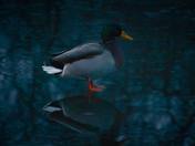 Breaking dawn and ice