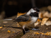 Chickadee