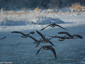 Canada Geese in Flight 