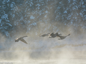 Canada Geese in Flight 