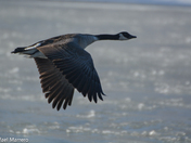 Canada Geese in Flight 