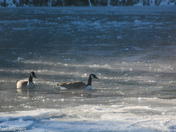 Canada Geese in Flight 