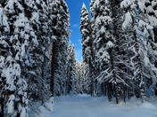 Cross-Country Trail Through the Woods