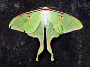 Luna Moth