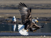 The Eagle Is Landing