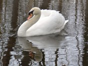 White Swan at Sulphur Springs Conservation Area