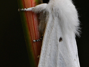 Virginian tiger moth close up.
