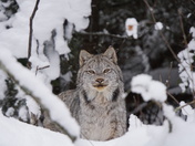 Winter Lynx