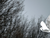 Snowy owl