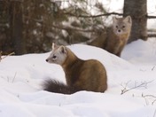 pine martens