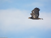 Juvenile Bald Eagle 