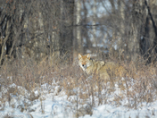 Coyote on the Prowl 