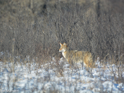 Coyote on the Prowl 