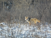 Coyote on the Prowl 