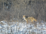 Coyote on the Prowl 