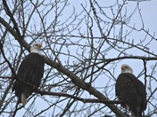 Here's looking at you