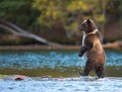 Tip Toe Through The Salmon