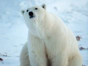 Curious Polar Bear